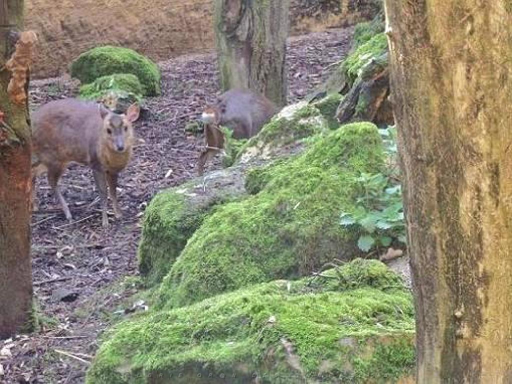 149 BIO PARC DE DOUE LA FONTAINE 5- 2016_000049.jpg